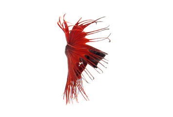red betta splendens or siamese fighting fish