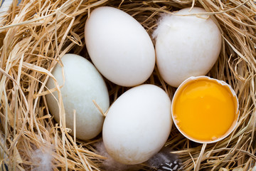 Duck eggs nest, spring Easter symbol.