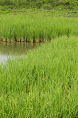 Rice field