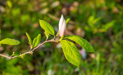 magnolia flower in drops of dew
