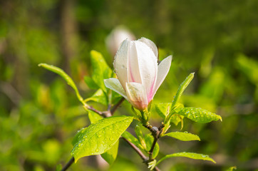 magnolia flower in drops of dew