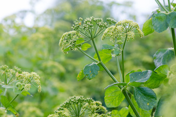 Alexanders (Smyrnium olusatrum) plant in flower. Pungent plant in the family Apiaceae, with pale green and white flowers - obrazy, fototapety, plakaty