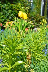 Fototapeta premium Kaiserkrone im Garten