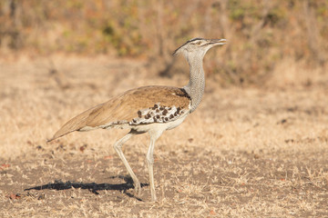 Kori bustard (Ardeotis kori), Kruger Park, south Africa