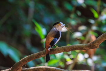 colorful bird Silver-breasted broadbil