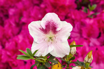 pink rhododendron flower