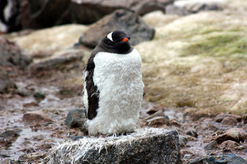 Eselspinguin