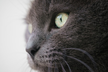 gray cat portrait close up photo, shallow focus