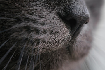 gray cat nose close up photo, shallow focus