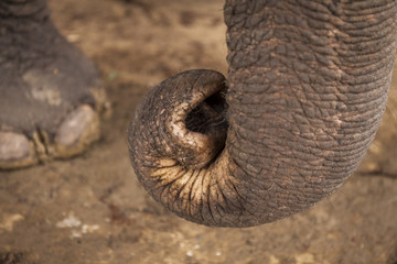 Asian elephant's trunk close-up