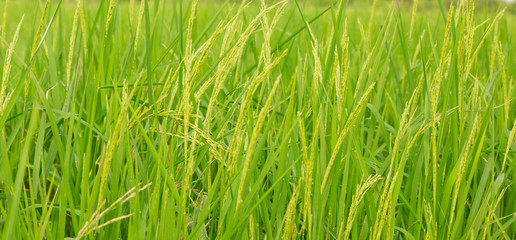Rice Paddy Field in thailand. Very Shallow Focus.