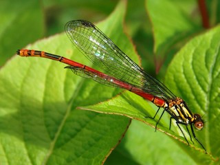 Red dragonfly on green leaves