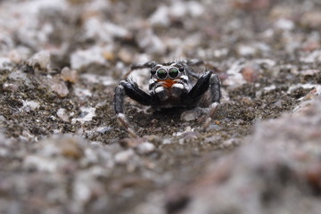Spider jumping OLYMPUS DIGITAL CAMERA
