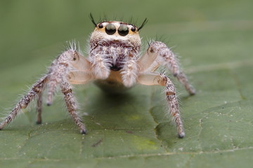 Spider jumping OLYMPUS DIGITAL CAMERA