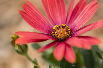 pink daisy flower in detail