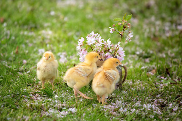 Beautiful jar with pink flowers and little chicks on a green law