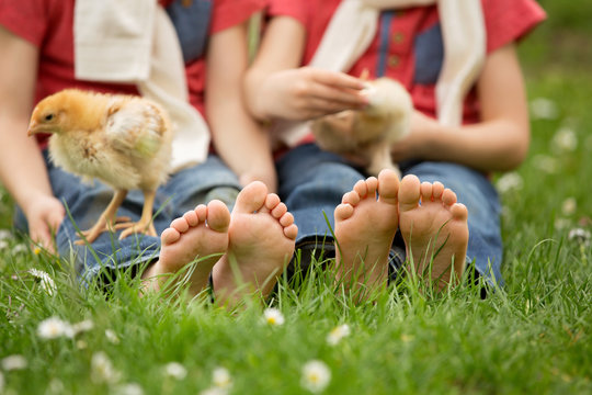 Cute little feet of small children, playing with baby chicks,
