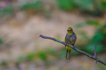 Stripe-throated Bulbul Bird, standing on a branch in nature