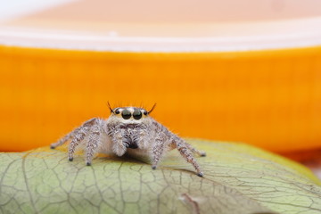 Spider jumping OLYMPUS DIGITAL CAMERA