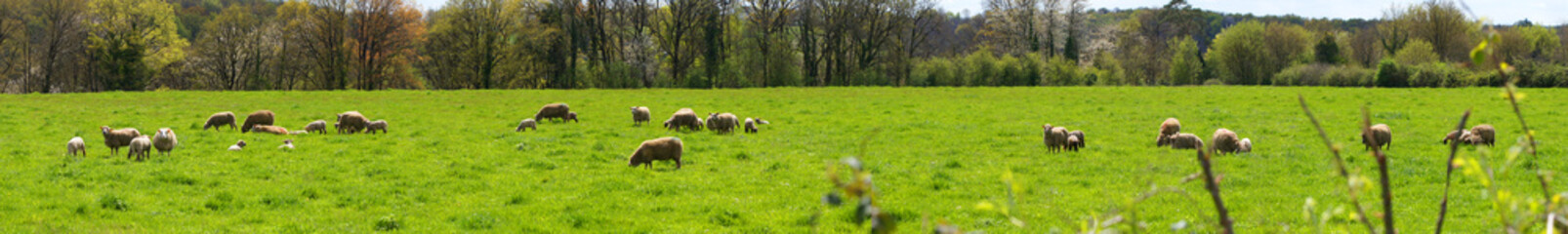 Naklejka na ściany i meble troupeau de moutons et agneaux