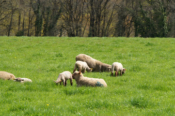 Fototapeta premium troupeau de moutons et agneaux