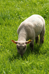 agneau © JC DRAPIER