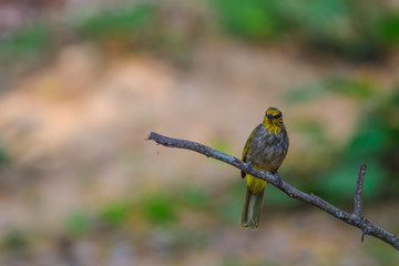 Stripe-throated Bulbul Bird, standing on a branch in nature