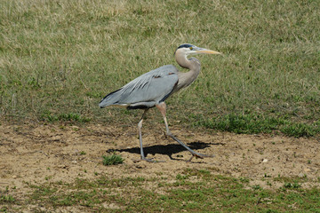 Fototapeta premium Great Blue Heron walking along lake shore with newly growing spring grass