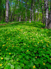 Beautiful meadow of flowering buttercups.