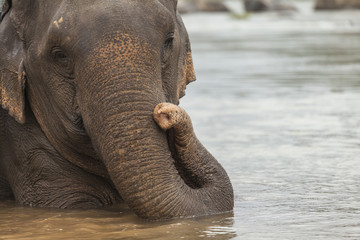 Asian elephant bathing in the water. Close up portrait