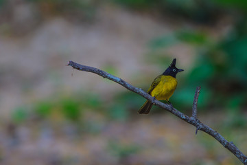 Beautiful bird Black-crested Bulbul