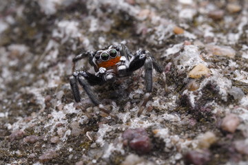 Spider jumping OLYMPUS DIGITAL CAMERA