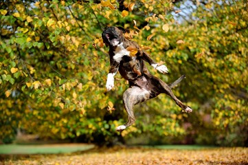 Boxer im Sprung © Lars Tuchel