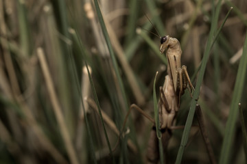 The brown mantis.