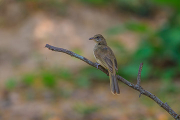 Fototapeta premium Streak-eared Bulbul (Pycnonotus blanfordi) in nature