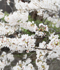 Beautiful blossom sakura flower in springtime, Japan