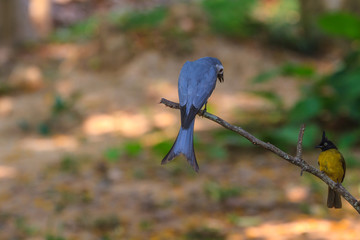 Ashy Drongo (Dicrurus leucophaeus)  and Black-crested Bulbul in nature of Thailand
