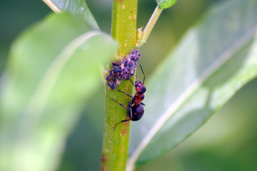 Waldameise schleckt Honigtau