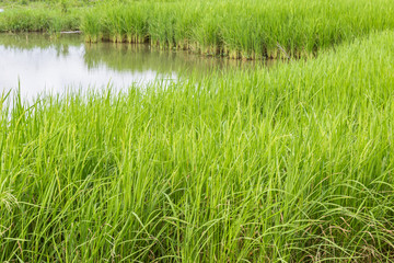 Rice Paddy Field in thailand. Very Shallow Focus.