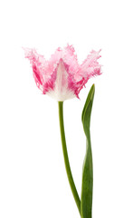 pink tulip isolated