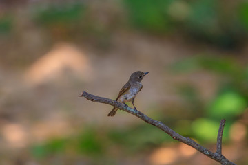 Dark-sided Flycatcher (Muscicapa sibirica), standing on a branch