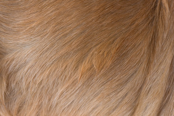 Dog fur texture