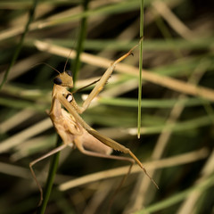 The brown mantis.