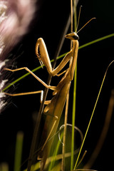 The brown mantis.