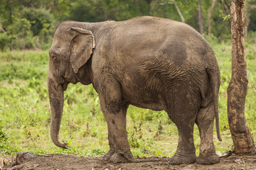 Fototapeta premium Asian elephant tied to a chain. Green grass background
