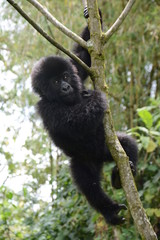 junger Gorilla beim Spielen