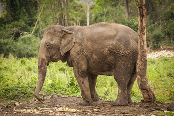 Obraz premium Asian elephant profile tied to a chain. Green grass background