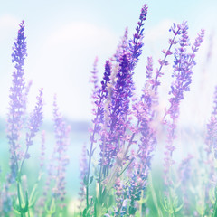 Obraz premium Wild flowers in nature