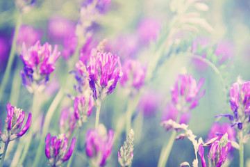 Wild flowers in spring