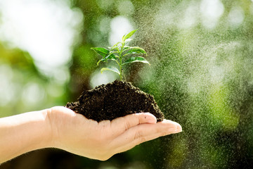 Seedling on hand